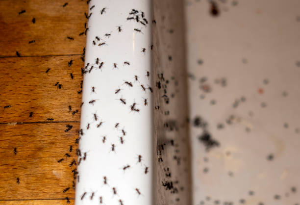 Trusted Sheffield, OH Pest Control Experts