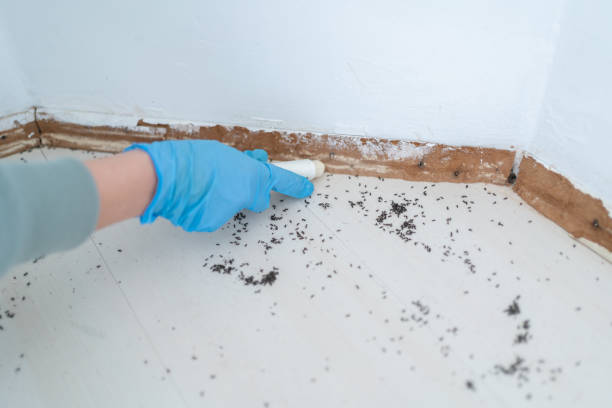Best Cockroach Control Services  in Sheffield, OH